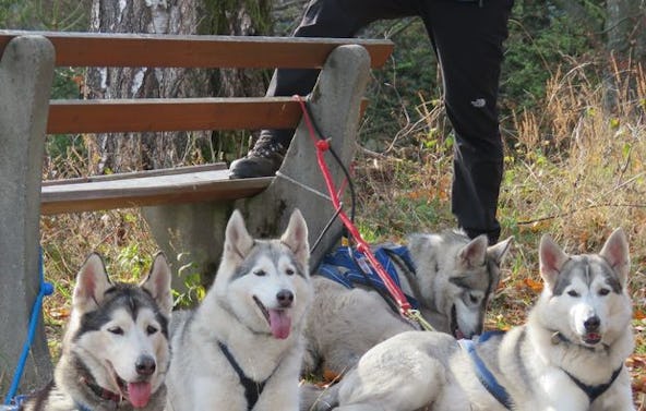 Husky-Trekking Bad Herrenalb