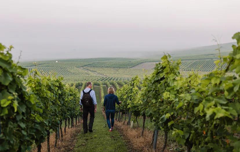 Genusswandern in Rheinhessen Mommenheim für 2 (1 Nacht)