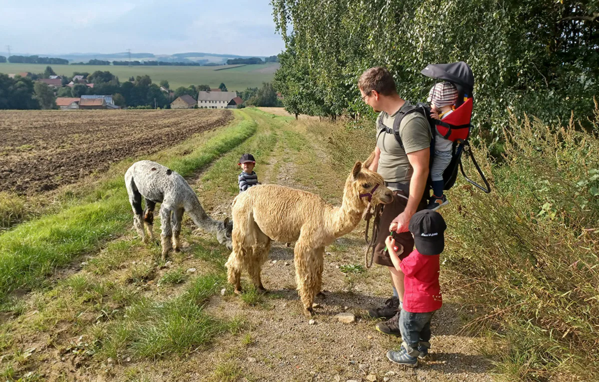 Alpaka Spaziergang Schönau-Berzdorf für 2 - 4