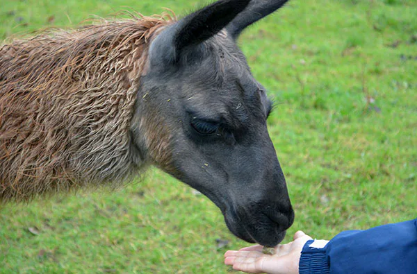 Lama- und Alpaka-Erlebnis Mittenwalde (1-2 Std.) - 2