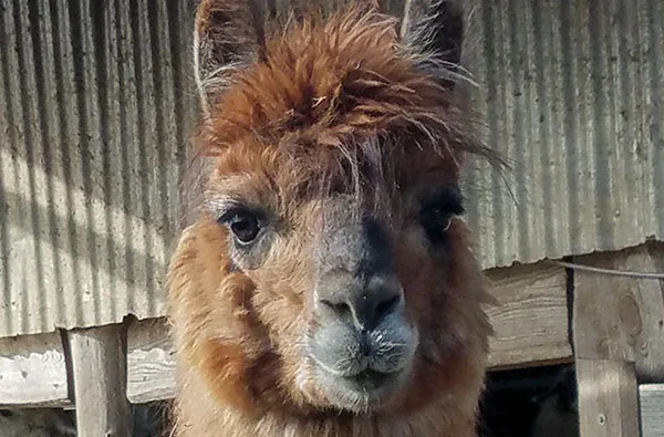 Lama- und Alpaka-Erlebnis Mittenwalde (1-2 Std.) - 3