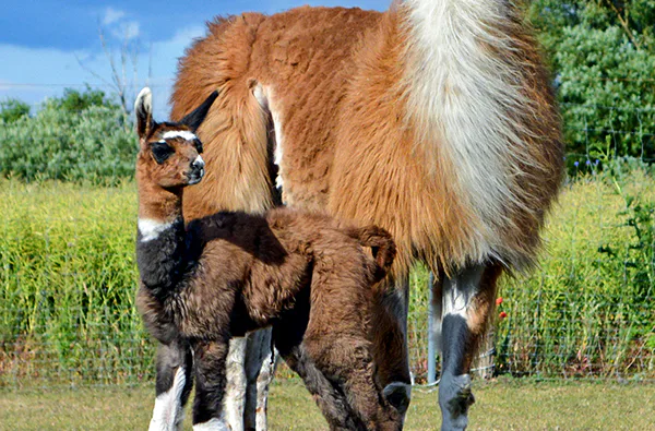 Lama- und Alpaka-Erlebnis Mittenwalde (1-2 Std.) - 4