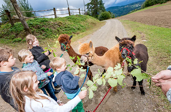 Bauernhof Besuch Bad Großpertholz - 4