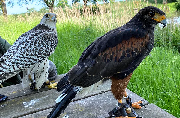 Spaziergang mit Greifvogel auf dem Arm - 3