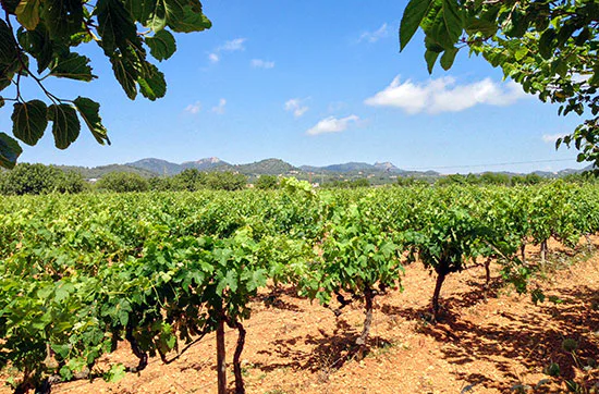 Finca-Kurzurlaub auf Mallorca für 2 - 7