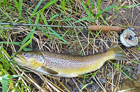 Fliegenfischen in Magdeburg (2 Tage) - 2