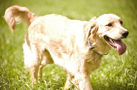 Crash-Kurs in der Hundeschule bei Traunreut - 1