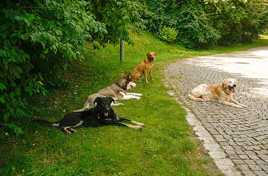 Crash-Kurs in der Hundeschule bei Traunreut - 4