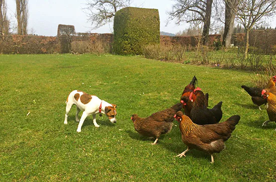 Crash-Kurs in der Hundeschule bei Traunreut - 5