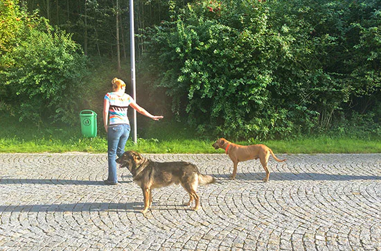 Crash-Kurs in der Hundeschule bei Traunreut - 7