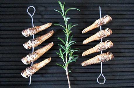 Snack Insects Kochset für Zuhause - 3