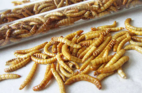 Snack Insects Kochset für Zuhause - 4
