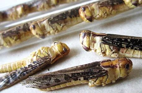 Snack Insects Kochset für Zuhause Österreich - 5