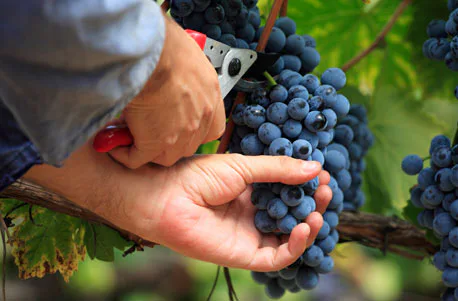 Weinbergwanderung mit Winzer im Ahrtal - 3
