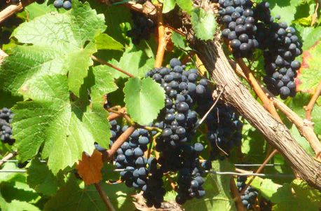 Weinbergwanderung mit Winzer im Ahrtal - 4