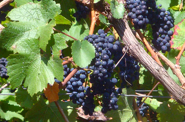 Weinbergwanderung in Bad Neuenahr-Ahrweiler - 3
