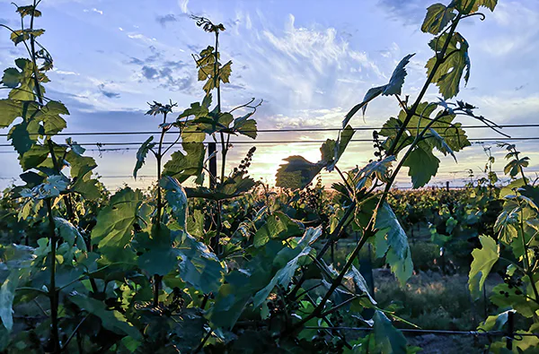Weinbergwanderung Hohenruppersdorf - 5