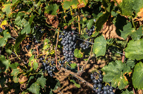 Ein Tag auf dem Weingut mit Übernachtung in der Pfalz für 2 - 3