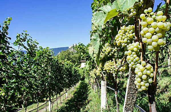 Weinkenner-Kurzurlaub in Südtirol für 2 - 3