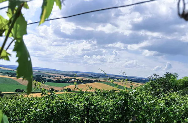 Picknick im Weingarten Hohenruppersdorf für 2 - 4