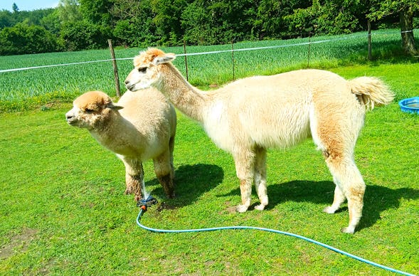 Alpaka Erlebnis Lasbek für 2 (2 Nächte)