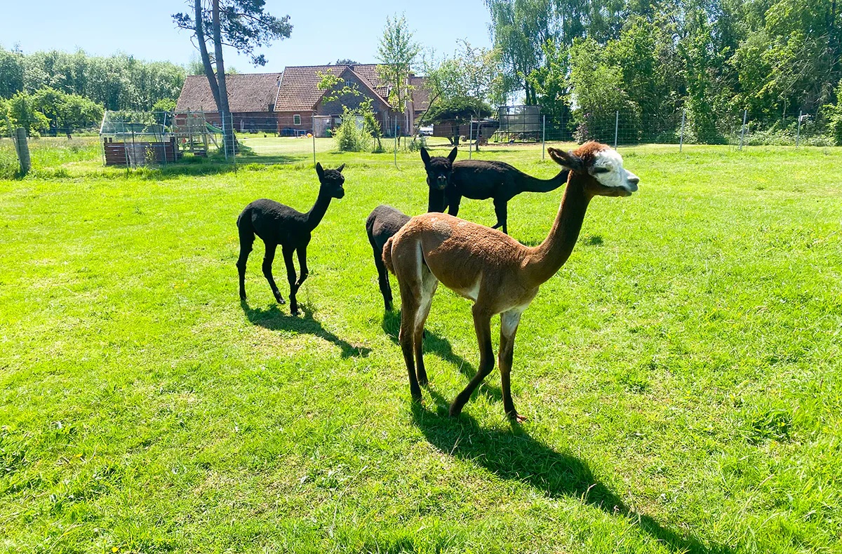 Alpaka Picknick für 2 Petershagen - 7
