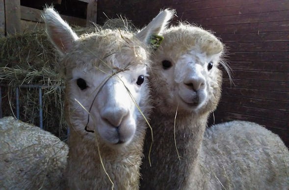 Alpaka Spaziergang für 2 Waldenbuch