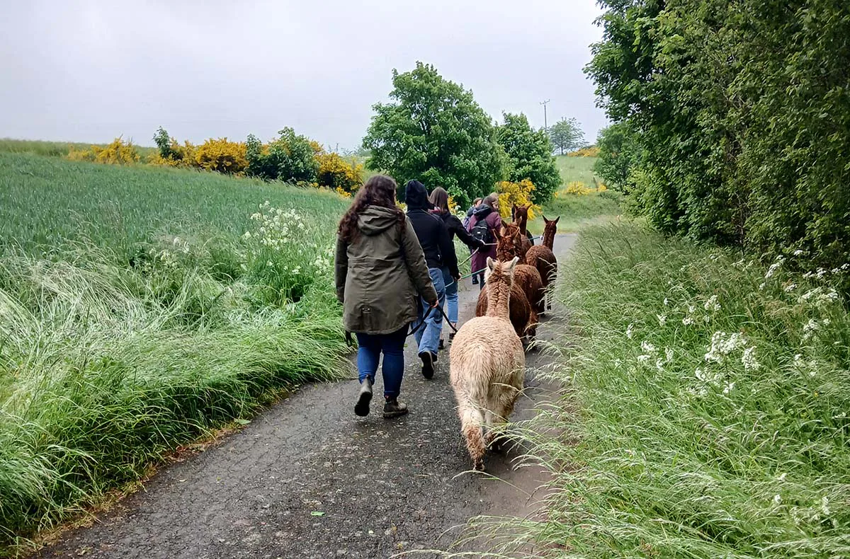 Alpaka-Trekking-Tour für 2 Plütscheid (6 Std.) - 1