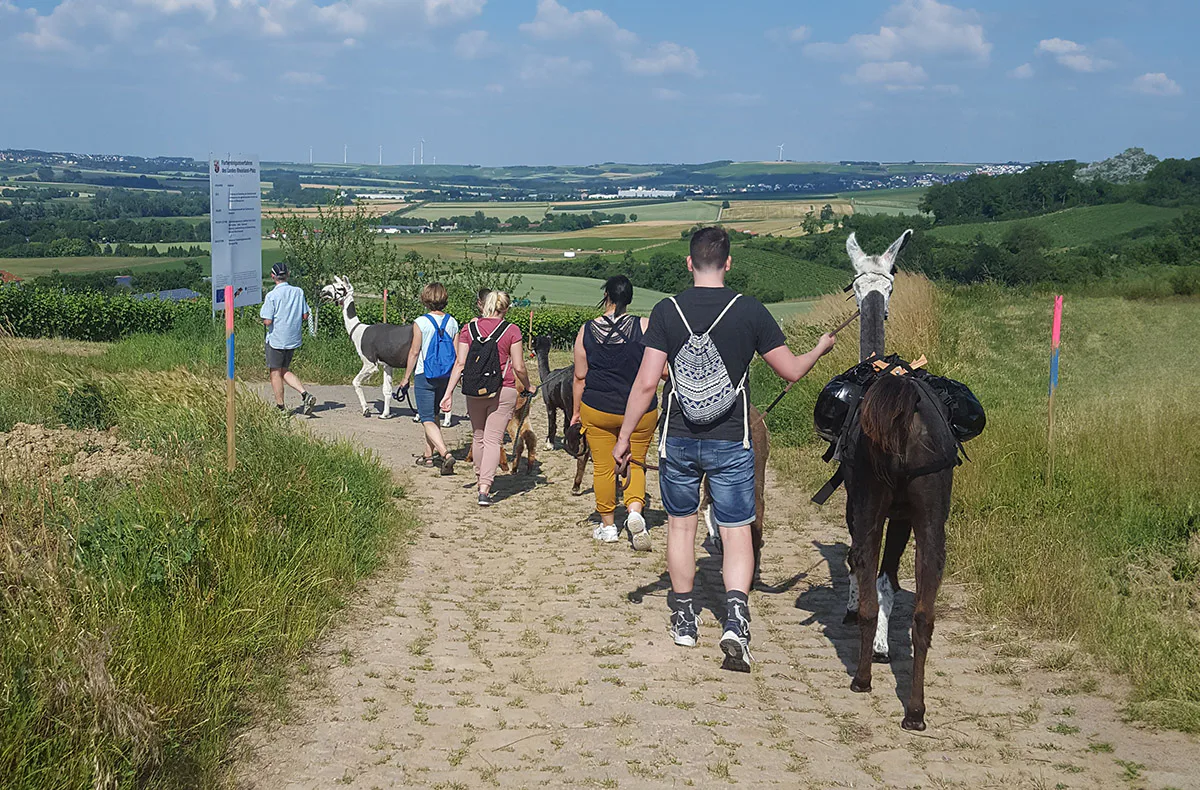 Alpaka-Trekking-Tour für 2 Stadecken-Elsheim - 2