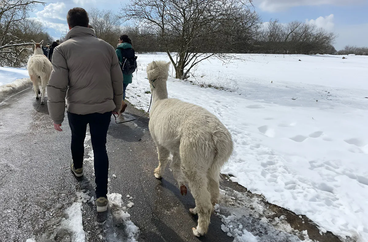 Alpaka Wanderung Eifel für 2 - 3