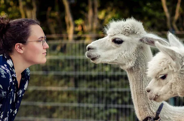 Alpaka Wanderung für 2 Münster