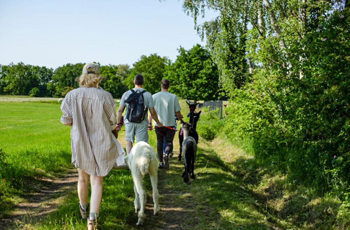 Alpaka Wanderung für 2 Petershagen - 2