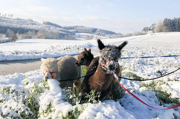 Alpakaspaziergang im Winter durch den Naturpark Augsburg