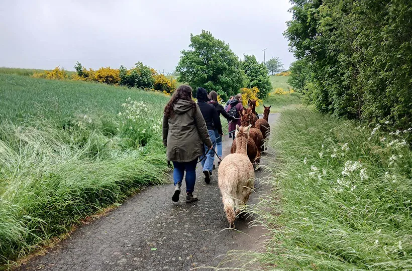 Alpakawanderung für 2 Plütscheid (2 Std.)