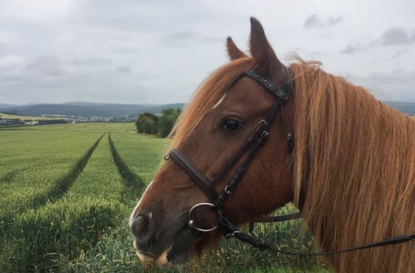 Ausritt Niederbrombach (für Anfänger)