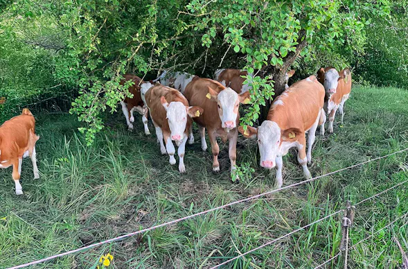 Bauernhof Besuch Mertingen