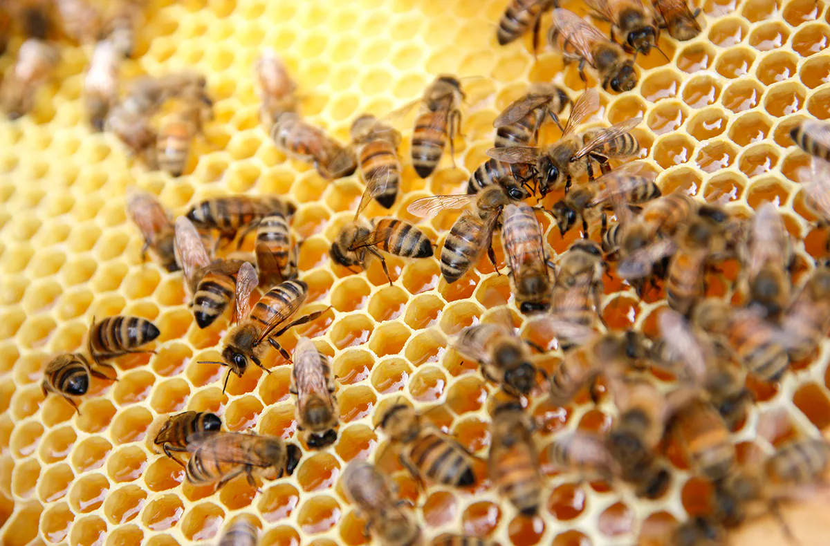 Bienenseminar mit Verkostung für 2 Bühl - 1