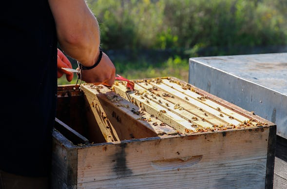Bienenseminar mit Verkostung Bühl