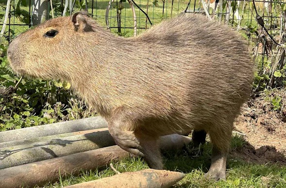 Capybara streicheln Wulften