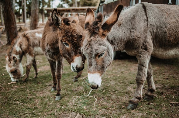 Eselwanderung für 2 Dahn (3 Std.)