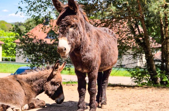 Eselwanderung Eppenbrunn für 2 (2 Std.)