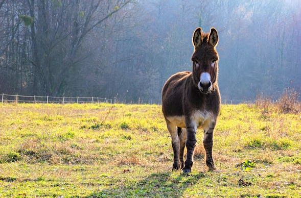 Eselwanderung Fichtenau