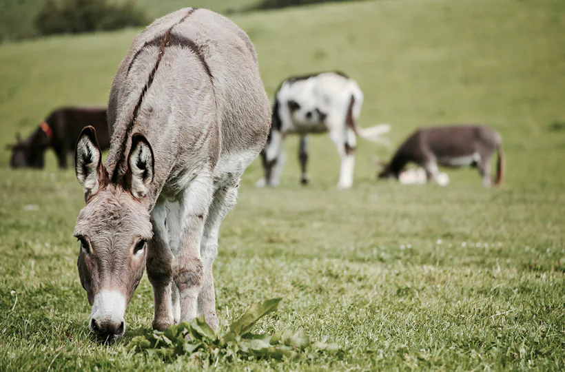 Eselwanderung für 2 Bad Doberan