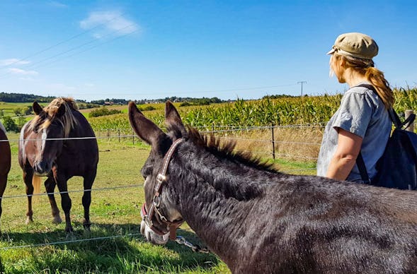 Eselwanderung für 2 Fichtenau