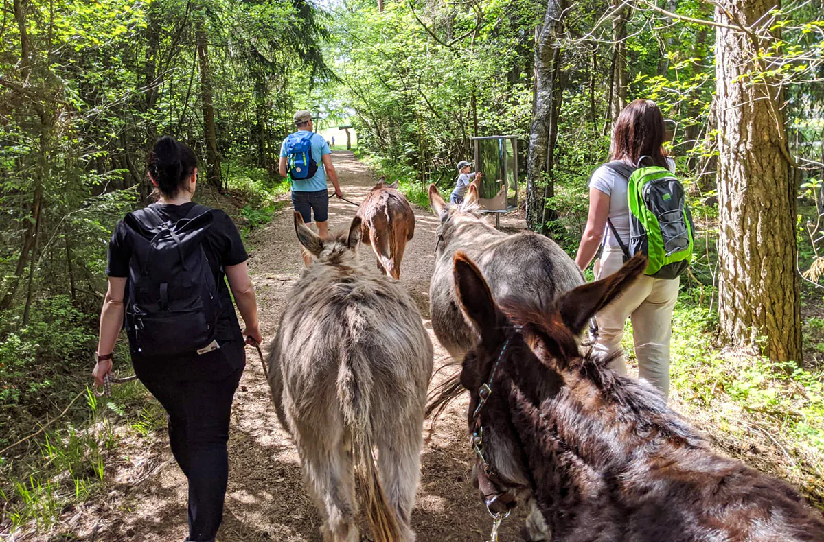 Eselwanderung für 2 Fichtenau - 2