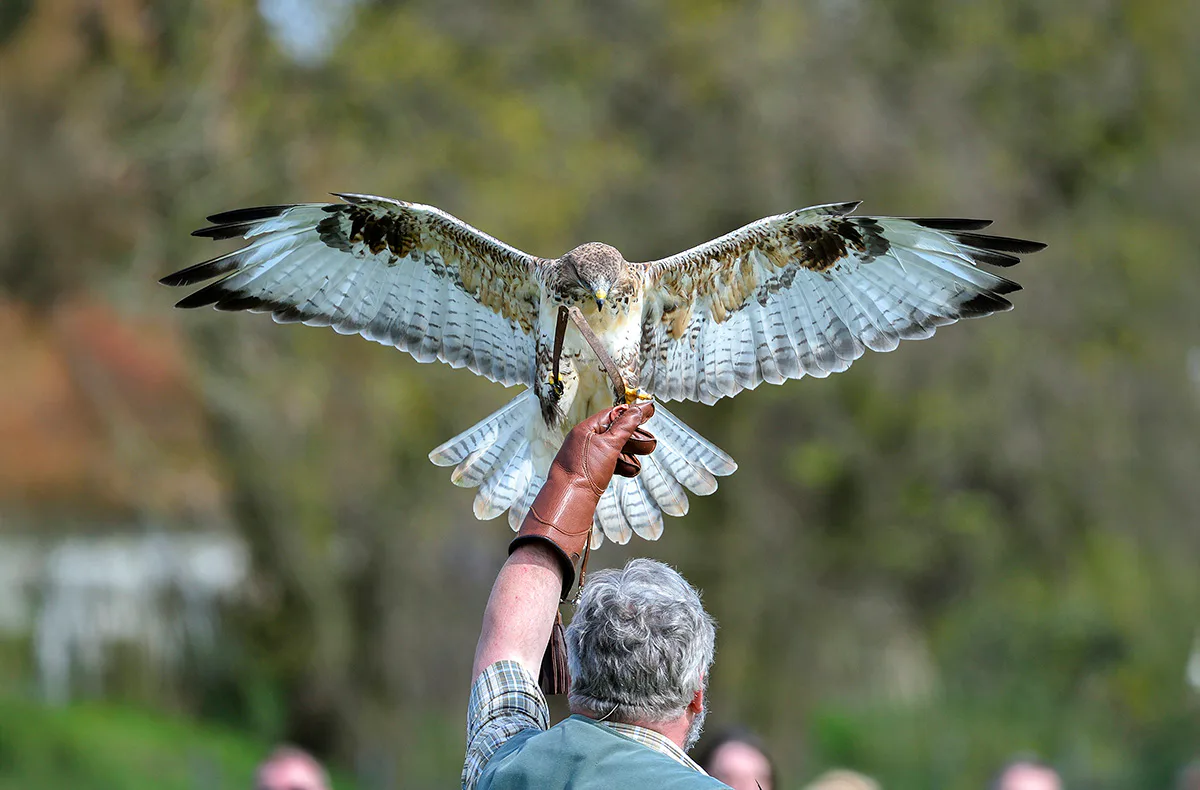 Falkner für einen Tag Riedenburg (Weißkopfseeadler) - 1