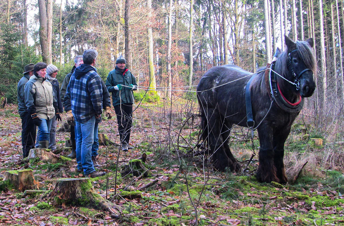 Holzrücken mit Pferden Windeck - 1