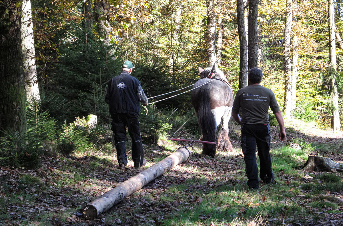 Holzrücken mit Pferden Windeck - 2