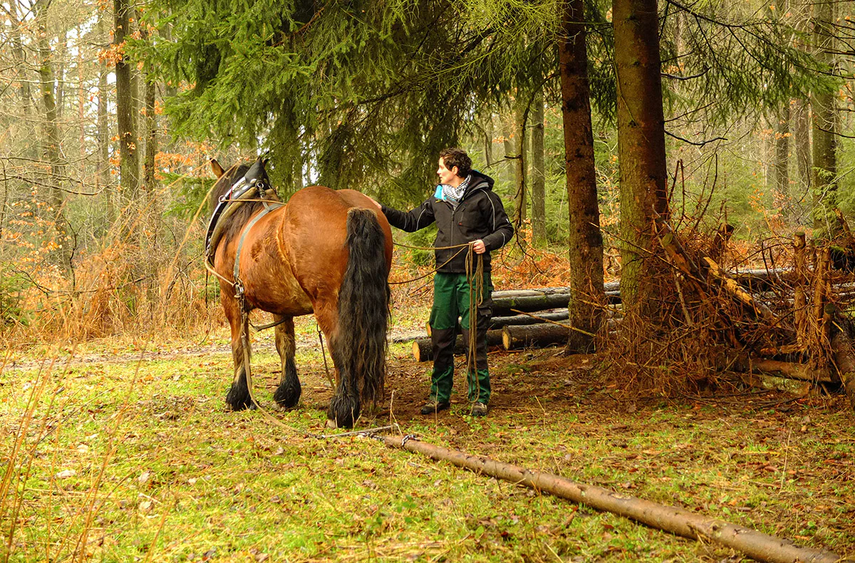 Holzrücken mit Pferden Windeck - 6