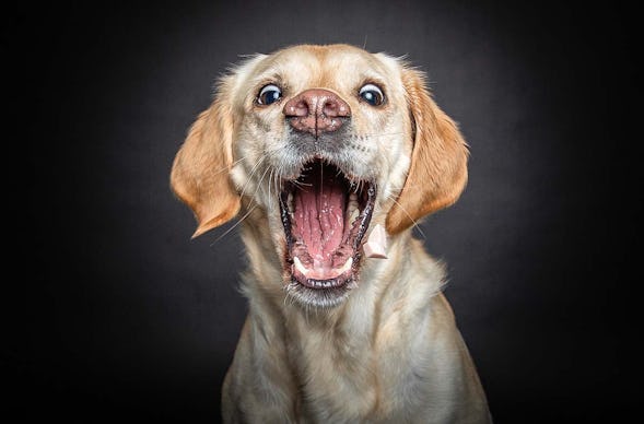 Hunde Fotoshooting Seevetal (Schnapp-Shooting)